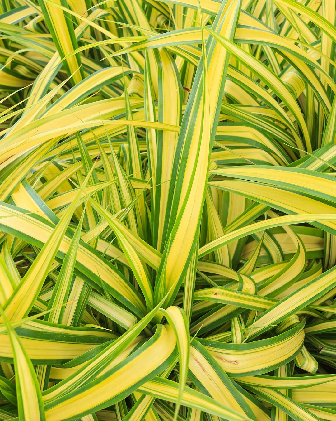 24 Plantas Verde e Amarelas para Torcer pelo Brasil na Copa 23 Clorofito-variegado - Chlorophytum comosum