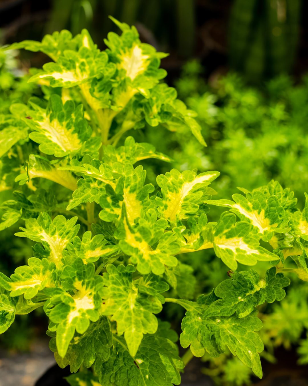 24 Plantas Verde e Amarelas para Torcer pelo Brasil na Copa 22 Cóleus verde-amarelo - Coleus scutellarioides