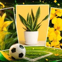 Plantas verde e amarelas para torcer pela copa do mundo