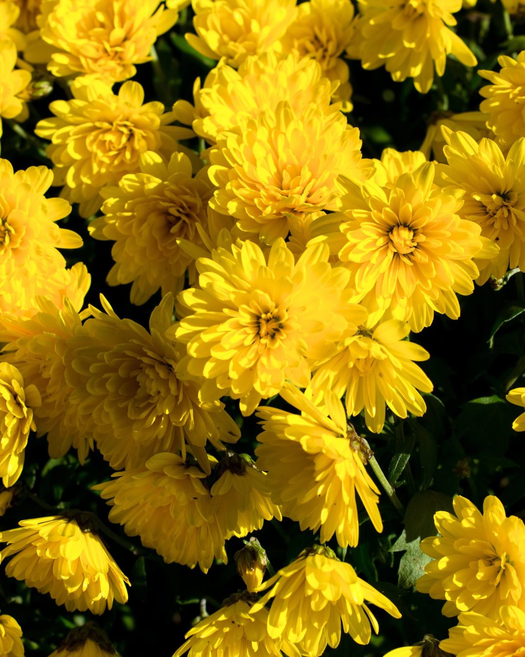 24 Plantas Verde e Amarelas para Torcer pelo Brasil na Copa 9 Chrysanthemum x morifolium
