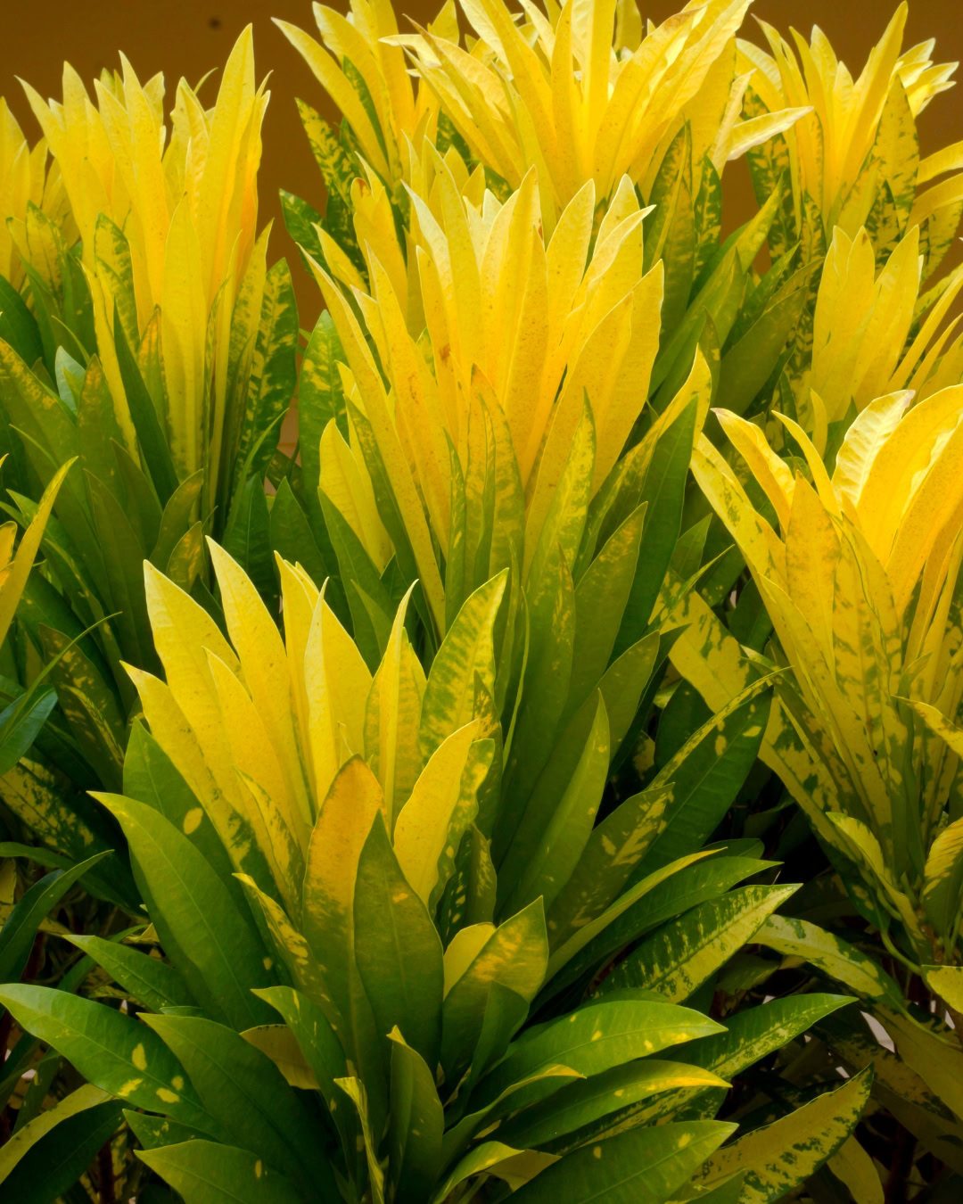 24 Plantas Verde e Amarelas para Torcer pelo Brasil na Copa 17 Cróton verde-amarelo - Codiaeum variegatum