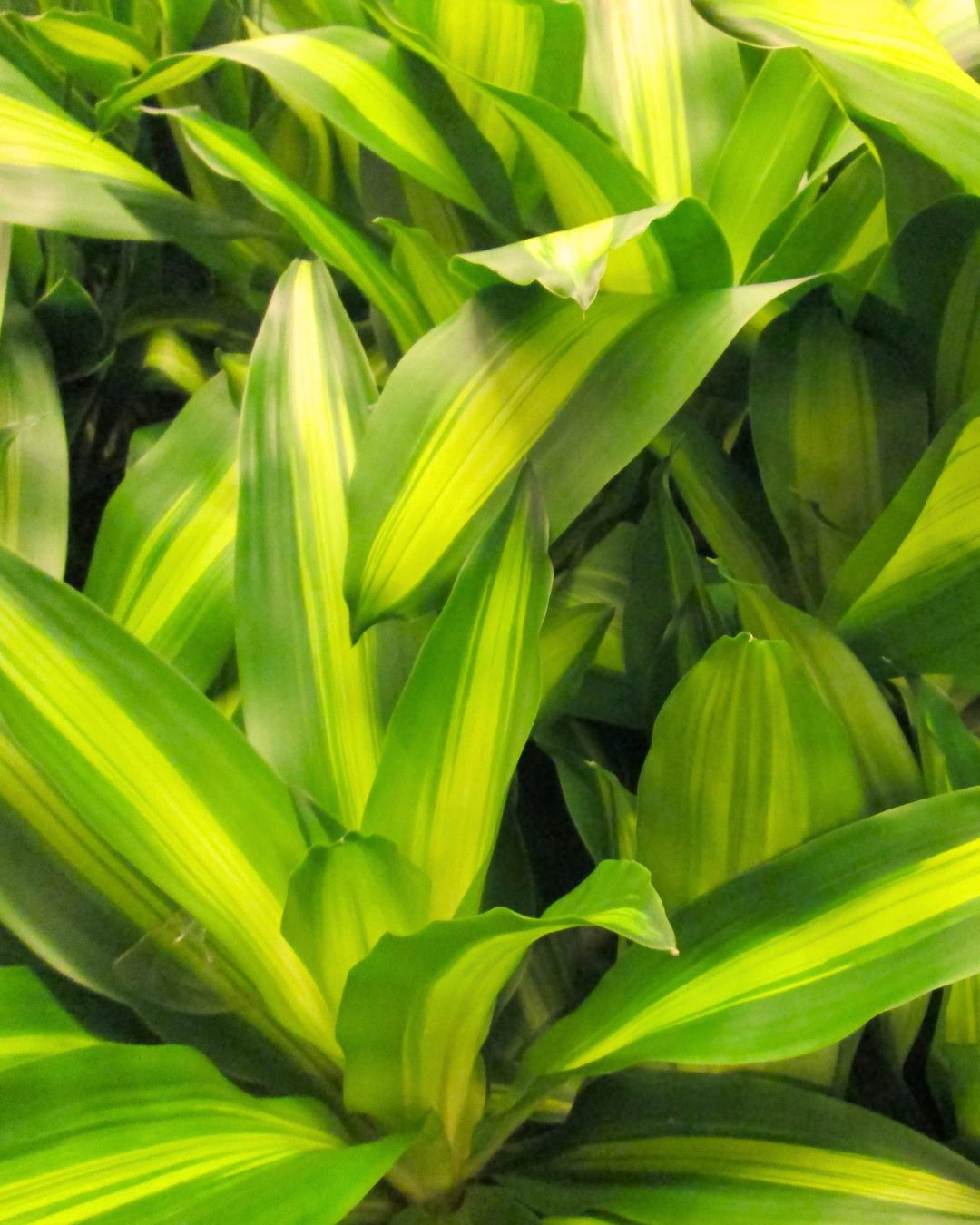 24 Plantas Verde e Amarelas para Torcer pelo Brasil na Copa 5 Dracena