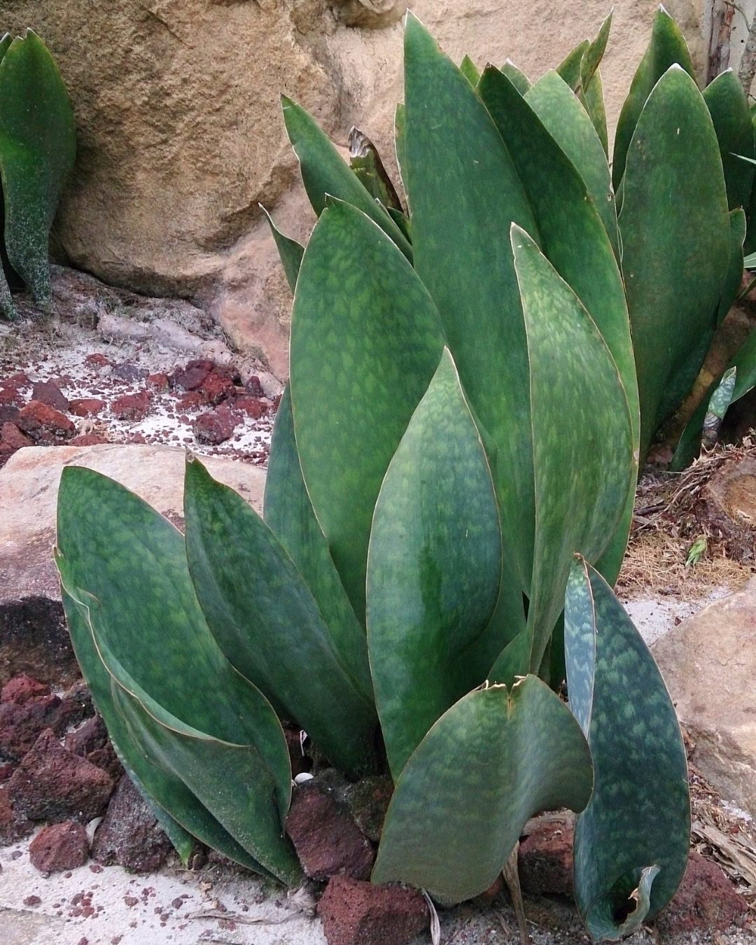 Barbatana-de-baleia - Dracaena masoniana 2 Podemos criar canteiros interessantes e de baixa manutenção com a barbatana de baleia.