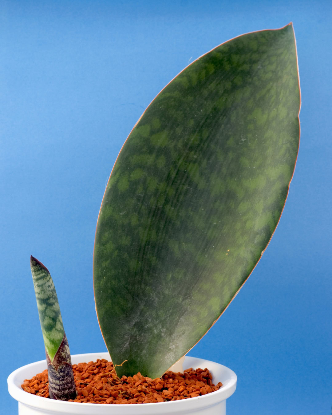 Barbatana-de-baleia - Dracaena masoniana 6 Barbatana-de-baleia