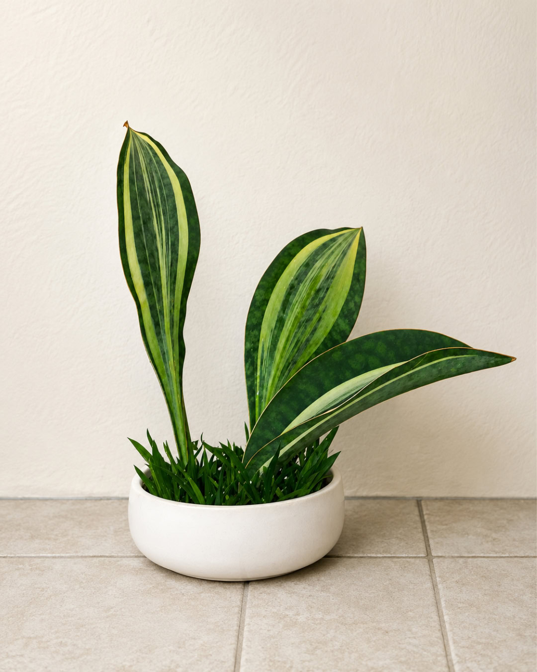 Barbatana-de-baleia - Dracaena masoniana 5 Cultivar de folhas variegadas