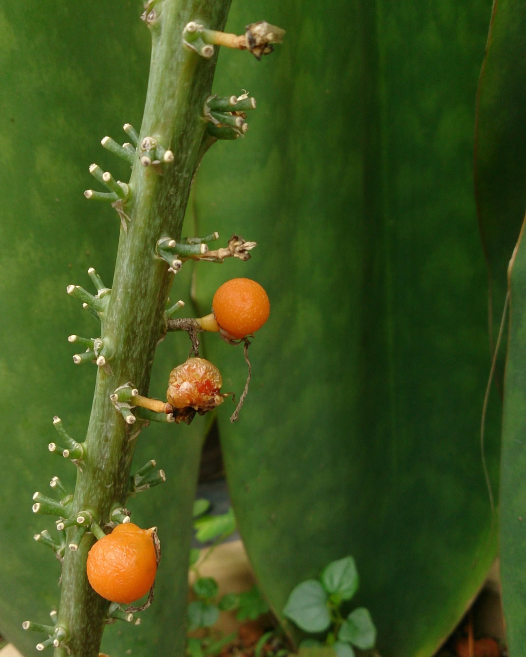 Barbatana-de-baleia - Dracaena masoniana 4 Detalhe dos frutos da barbatana-de-baleia