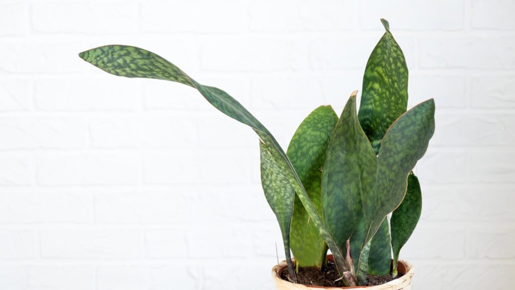 Barbatana-de-baleia - Dracaena masoniana