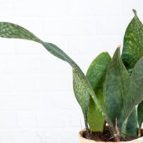 Início 3 Barbatana-de-baleia - Dracaena masoniana