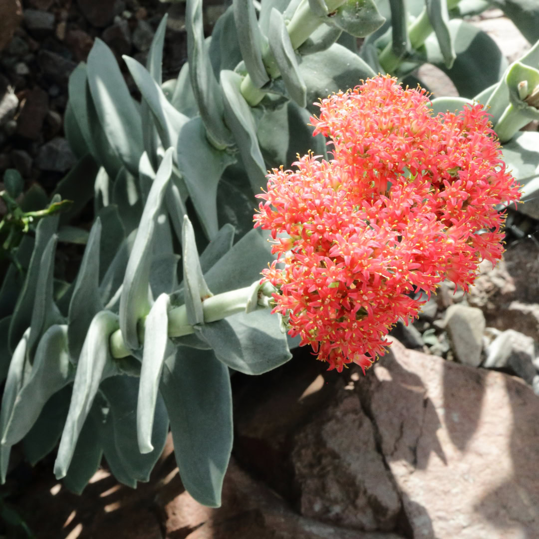 34 Suculentas Raras para conhecer, colecionar e cultivar 13 Crassula perfoliata var. falcata