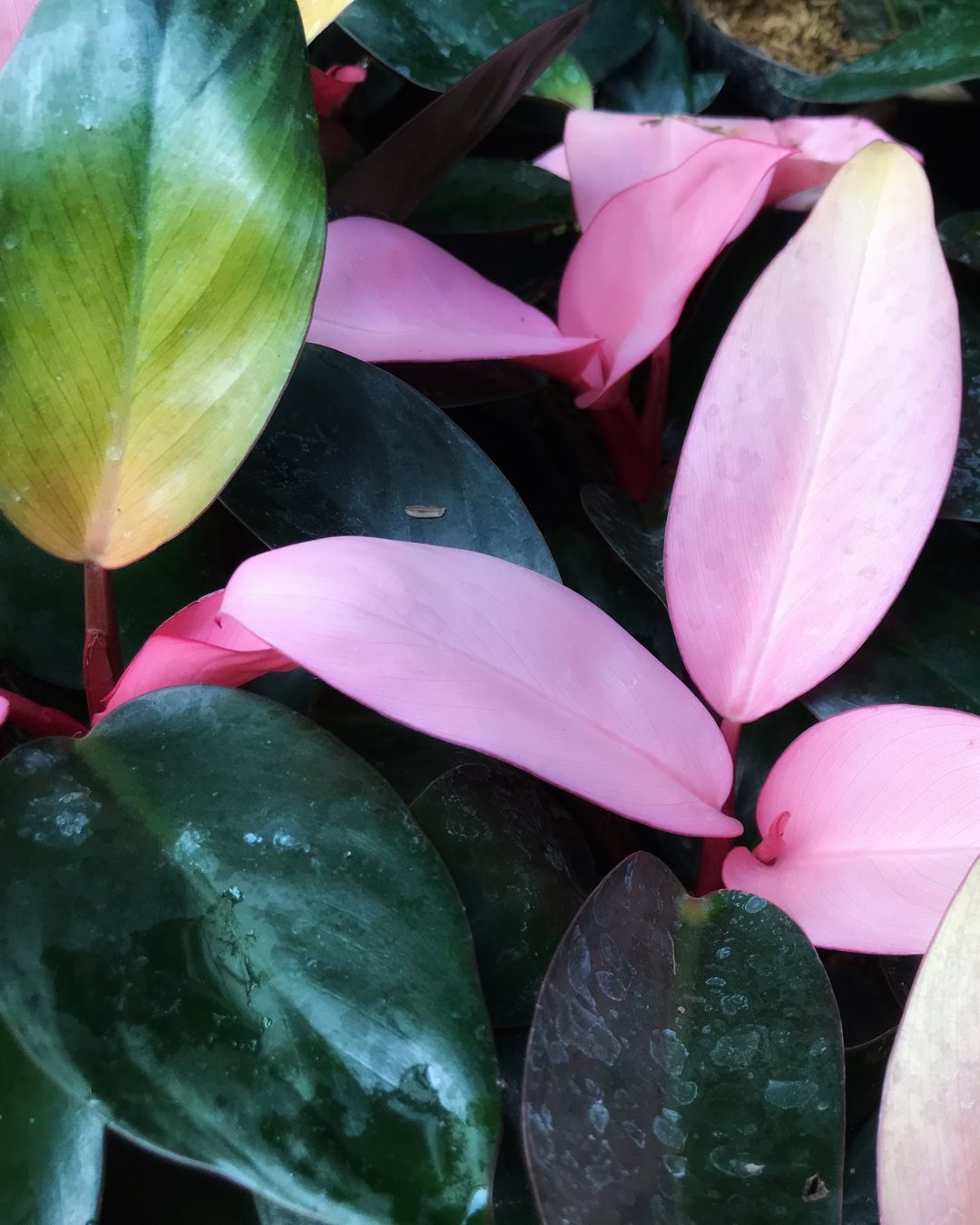 Planta variegada ficando verde? Causas e como reverter 3 Filodendro Pink Princess
