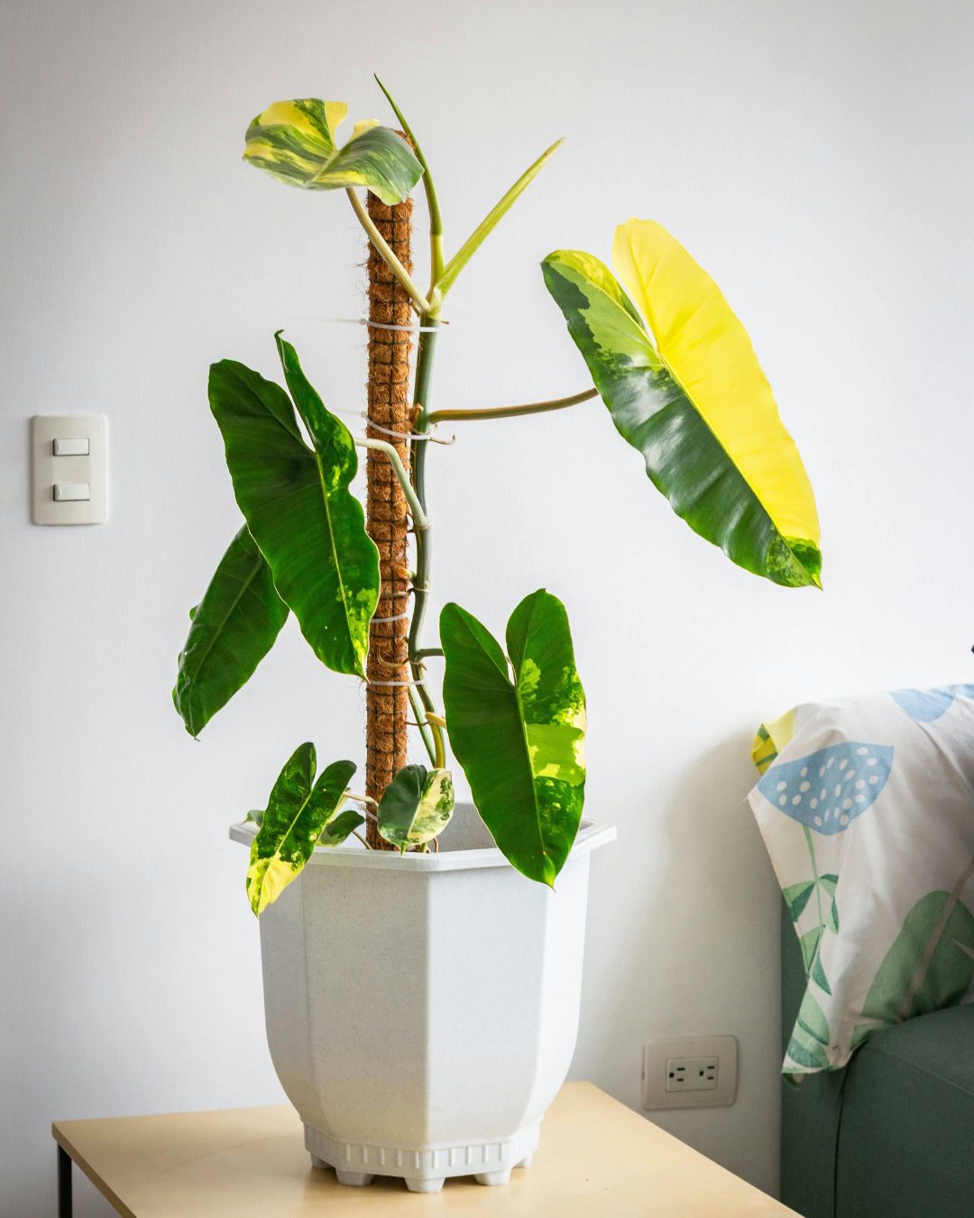 Planta variegada ficando verde? Causas e como reverter 4 Filodendro Variegado