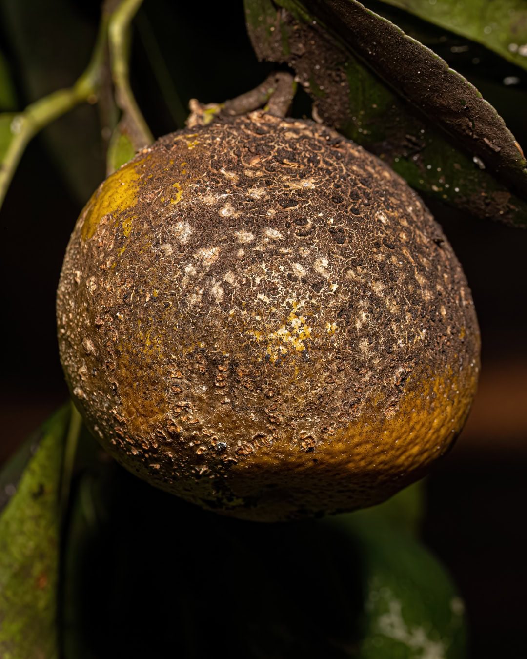Fumagina - Capnodium citri 2 Fumagina sobre fruto e folhas de laranjeira