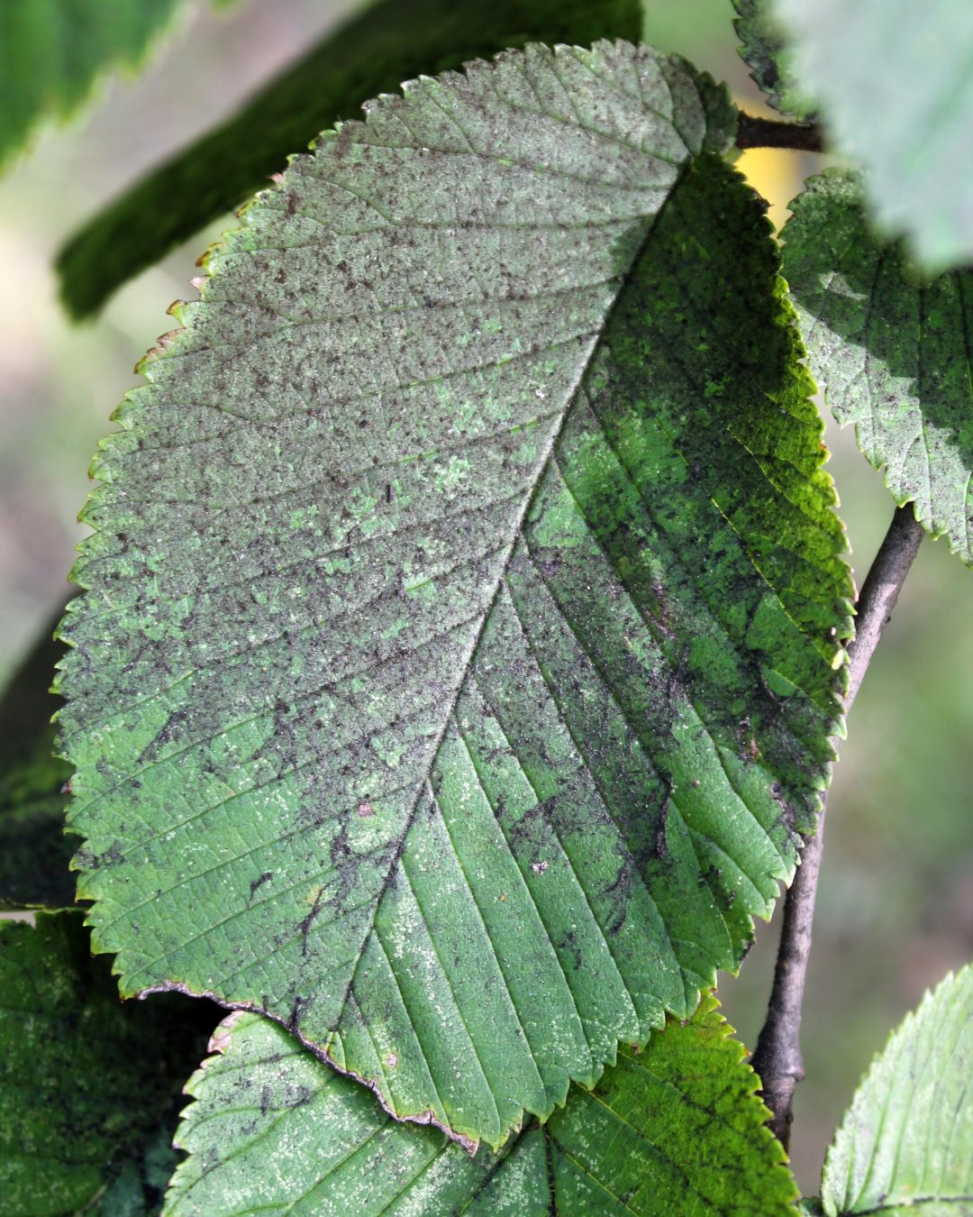 Fumagina - Capnodium citri 4 Folha recoberta pelo fungo da fumagina.