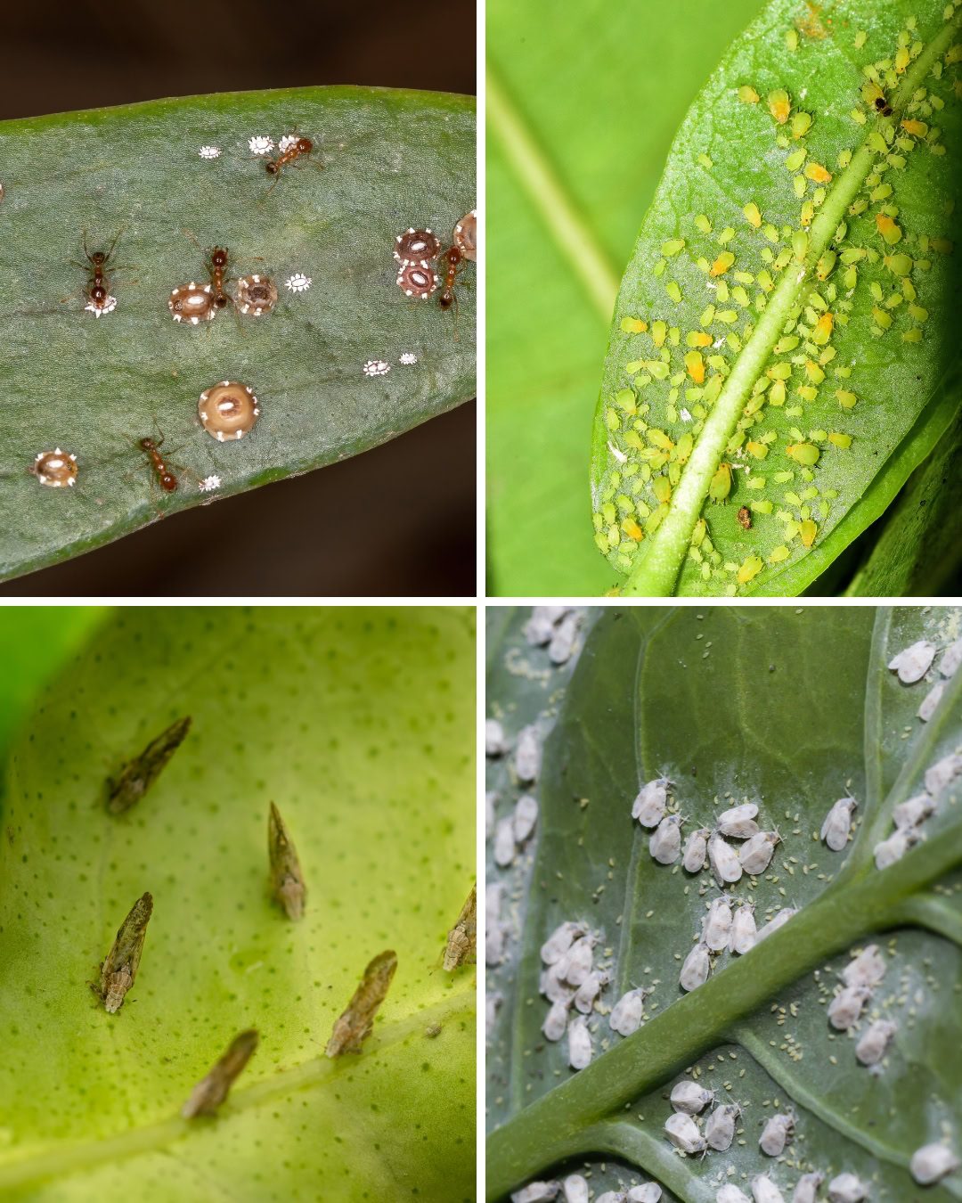 Fumagina - Capnodium citri 3 Insetos geralmente envolvidos com a fumadina. No alto, à esquerda: Cochonilha e formigas. No alto, à direita: Pulgões. Embaixo à esquerda: Psilídeos. Embaixo, à direita: Mosca-branca.