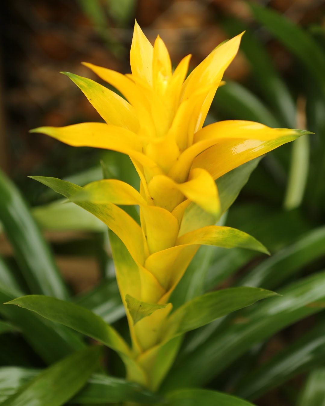 24 Plantas Verde e Amarelas para Torcer pelo Brasil na Copa 2 Bromélia-guzmania - Guzmania
