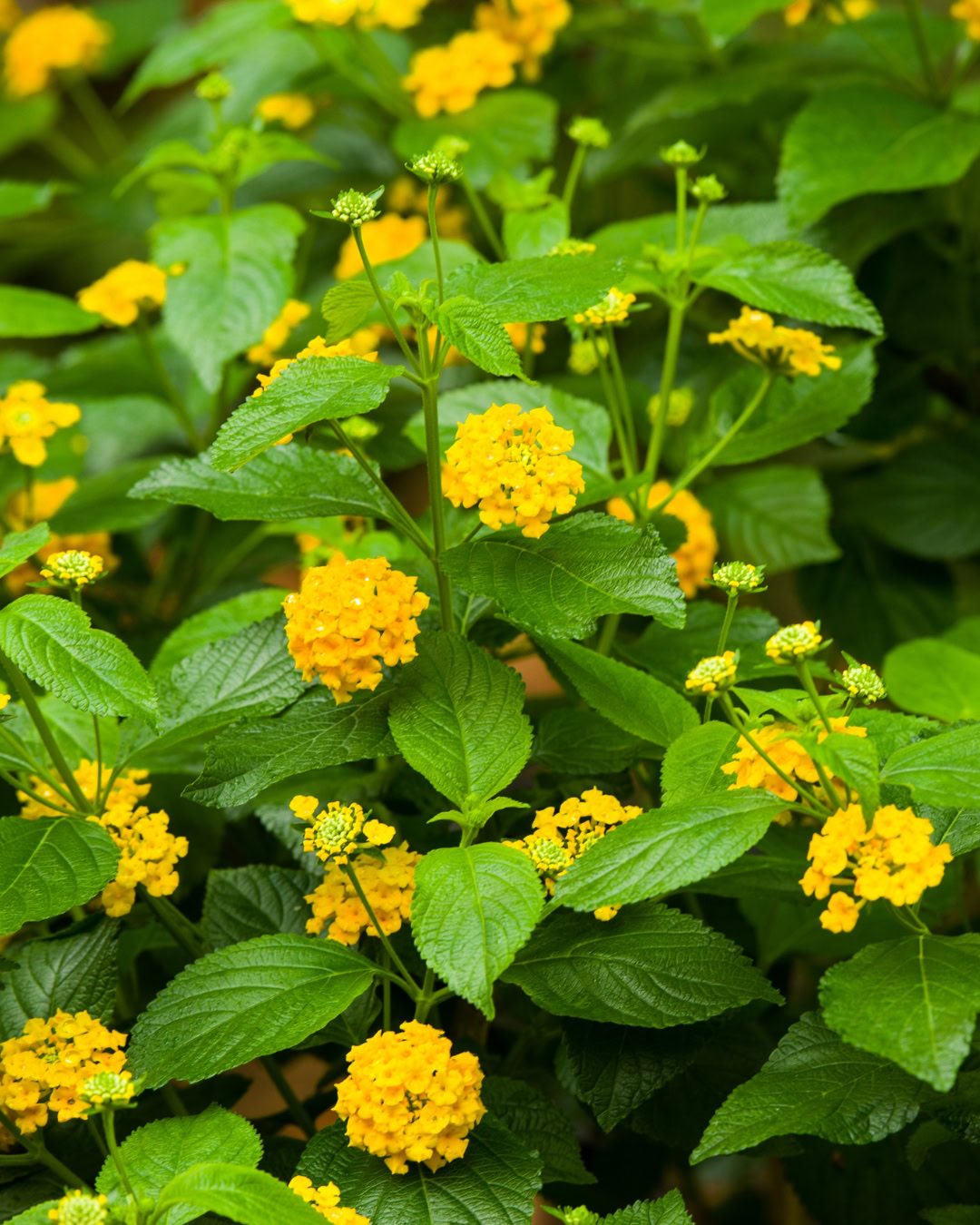24 Plantas Verde e Amarelas para Torcer pelo Brasil na Copa 24 Lantana-amarela - Lantana camara