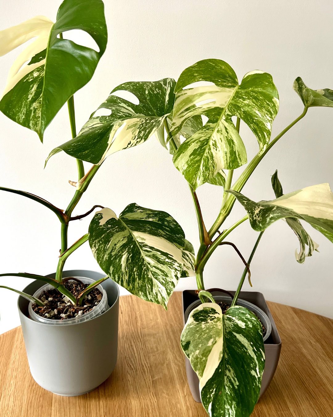 Planta variegada ficando verde? Causas e como reverter 2 Monsteras Variegadas