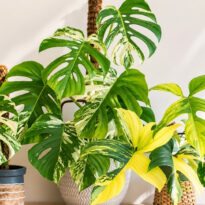 Plantas variegadas podem voltar a ficar verdes.