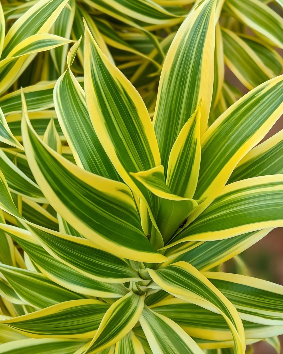 24 Plantas Verde e Amarelas para Torcer pelo Brasil na Copa 6 Pleomele