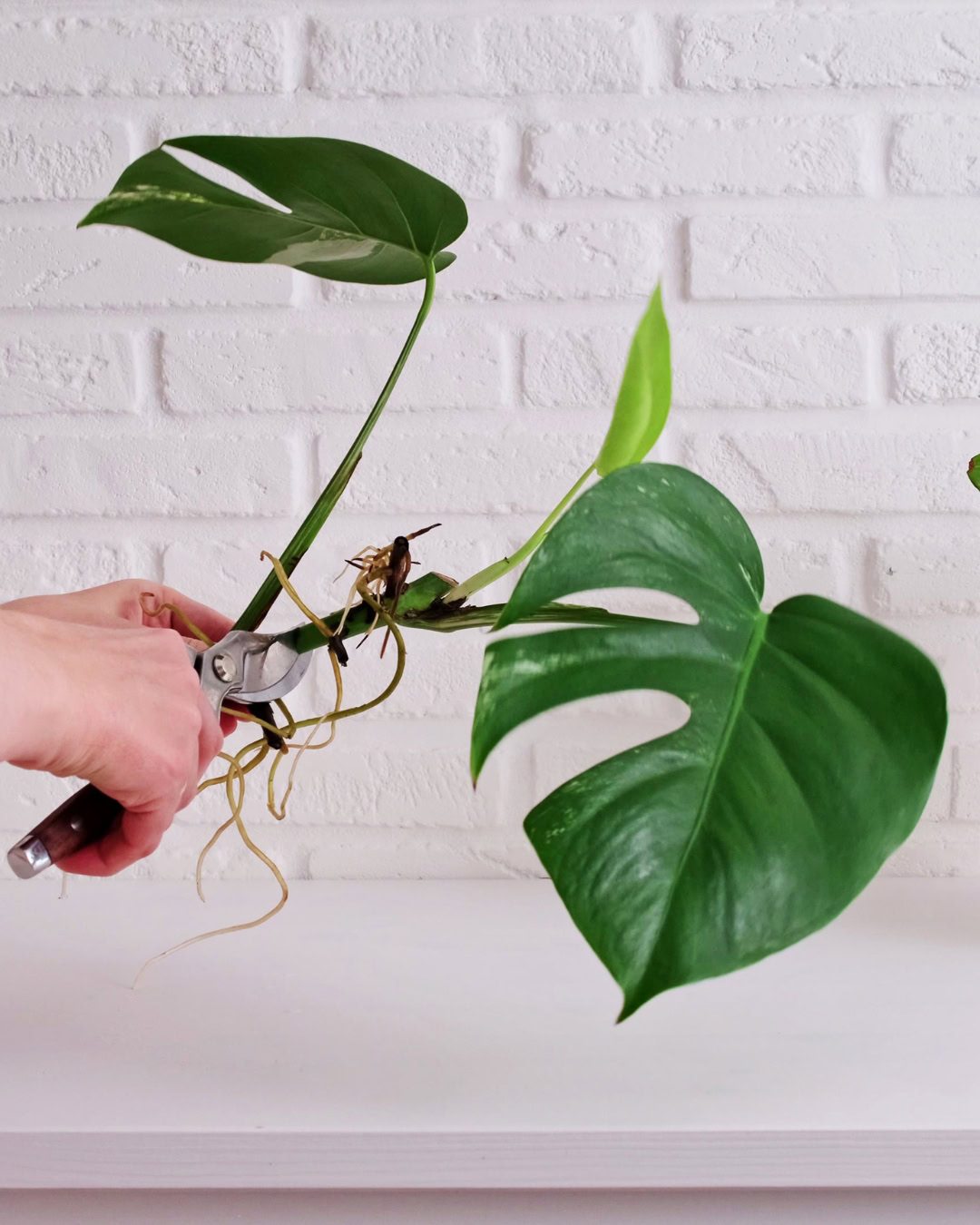 Planta variegada ficando verde? Causas e como reverter 5 A poda pode evitar a reversão da sua planta.