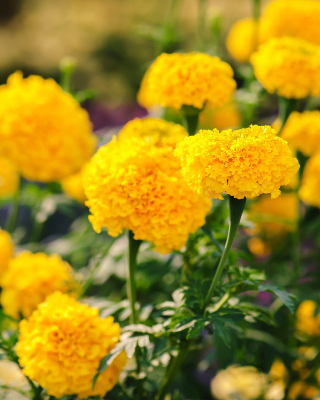 24 Plantas Verde e Amarelas para Torcer pelo Brasil na Copa 20 Tagetes-amarelo - Tagetes erecta e Tagetes patula