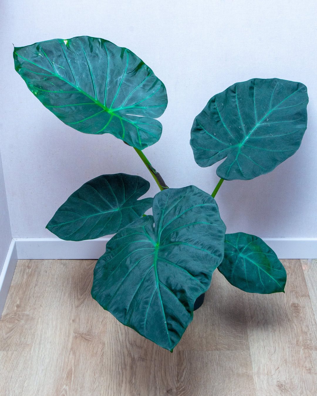 Large Living Room Plants: 21 Statement Picks That Transform Your Space Alocasia macrorrhizos