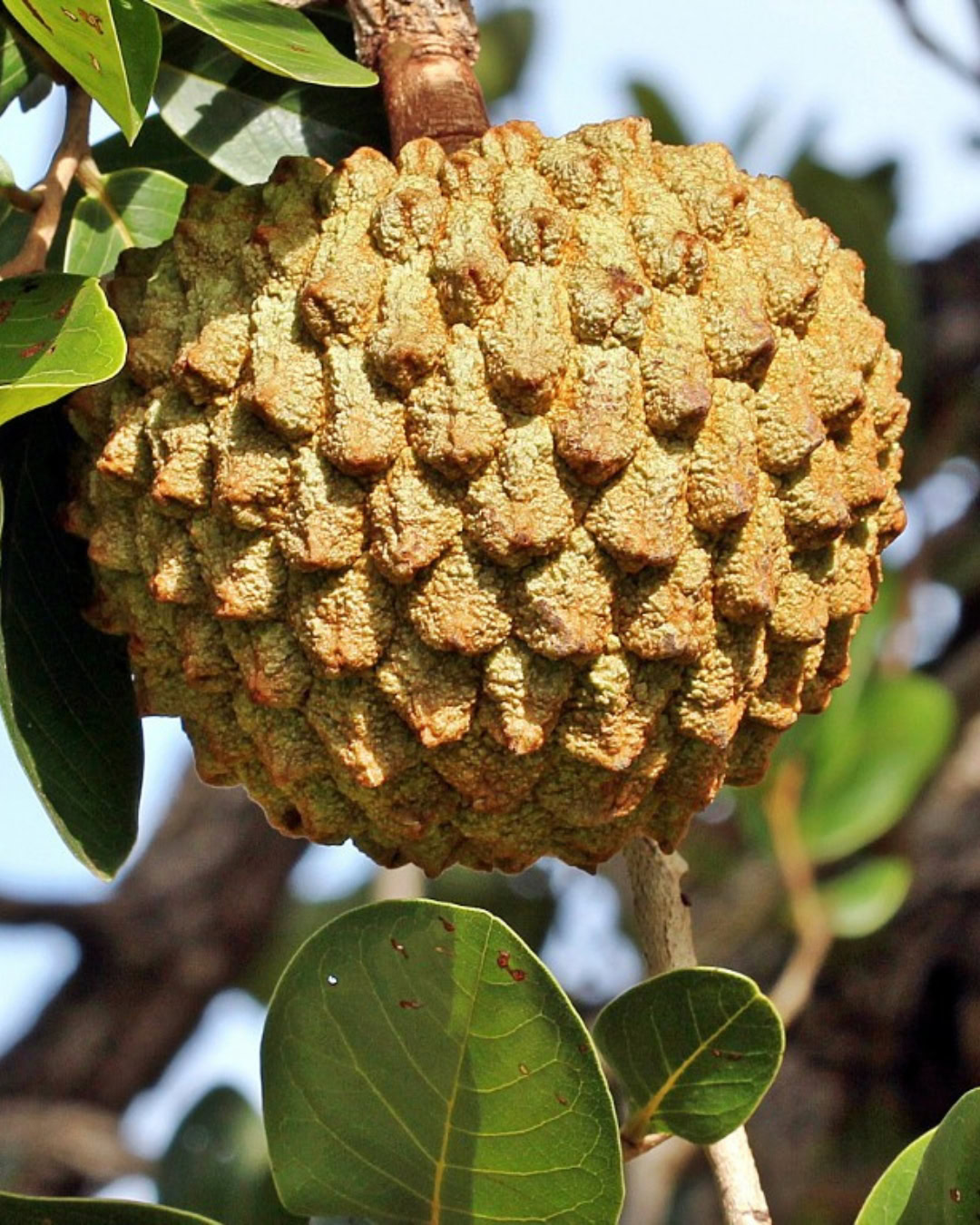 21 Plantas do Cerrado para cultivar no jardim 6 Annona crassiflora