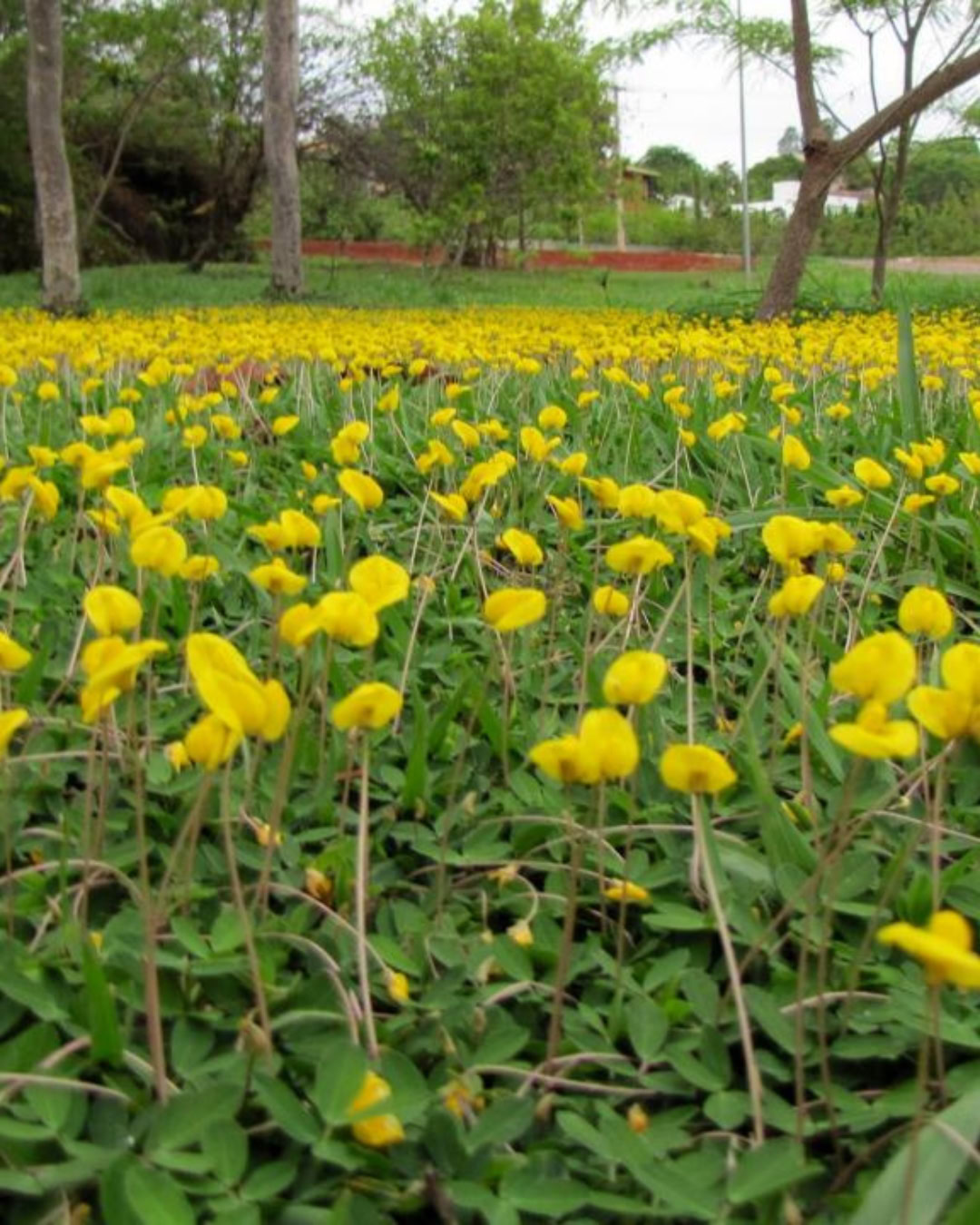 21 Plantas do Cerrado para cultivar no jardim 25 Arachis repens