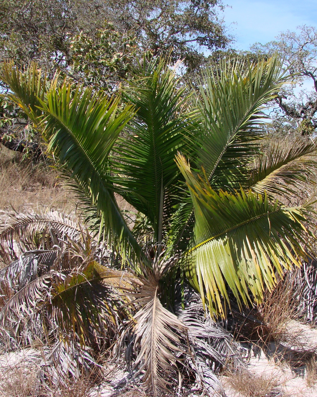 21 Plantas do Cerrado para cultivar no jardim 16 Attalea geraensis