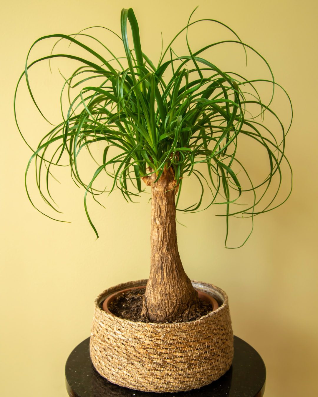 Large Living Room Plants: 21 Statement Picks That Transform Your Space Beaucarnea recurvata