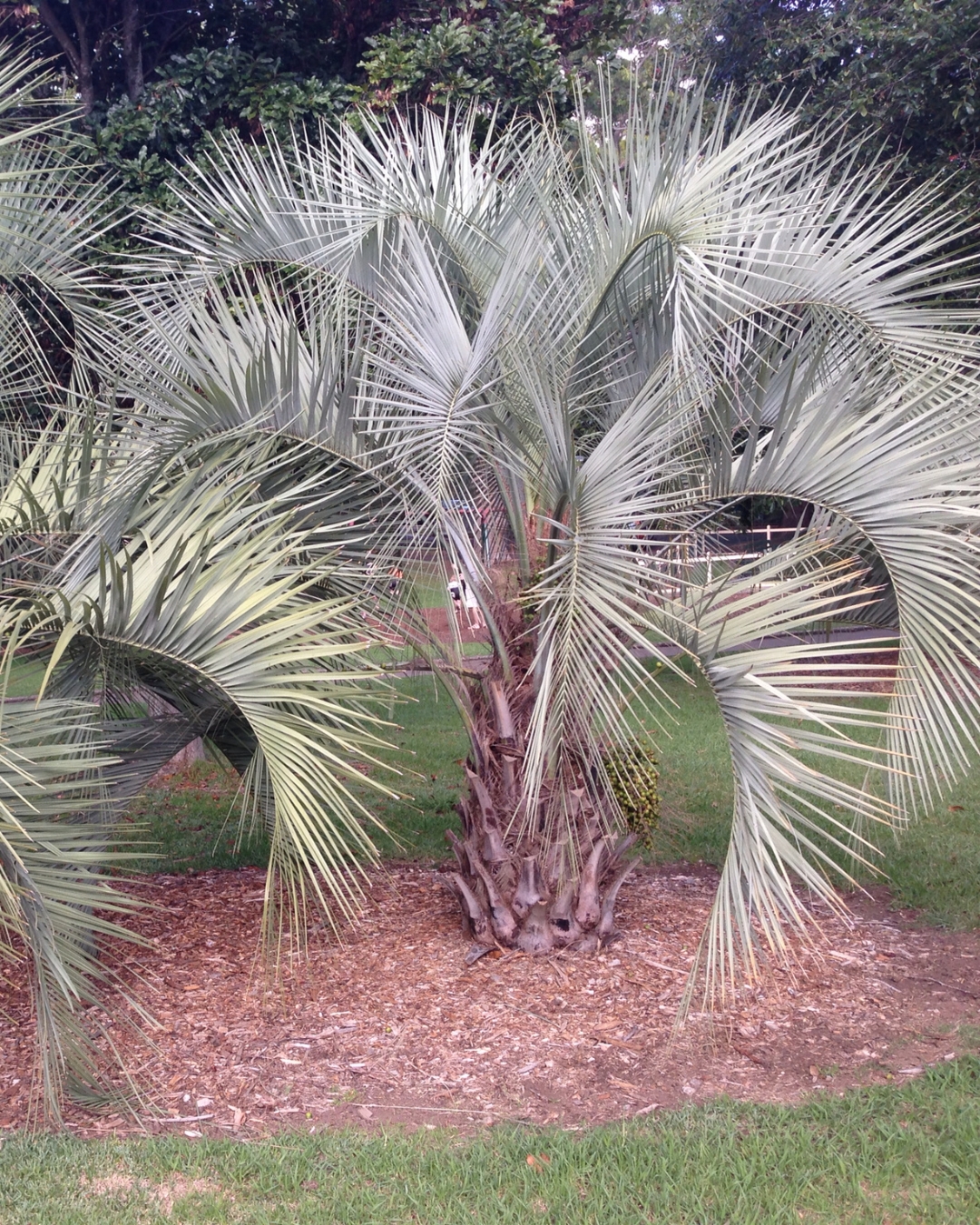 21 Plantas do Cerrado para cultivar no jardim 13 Butia capitata