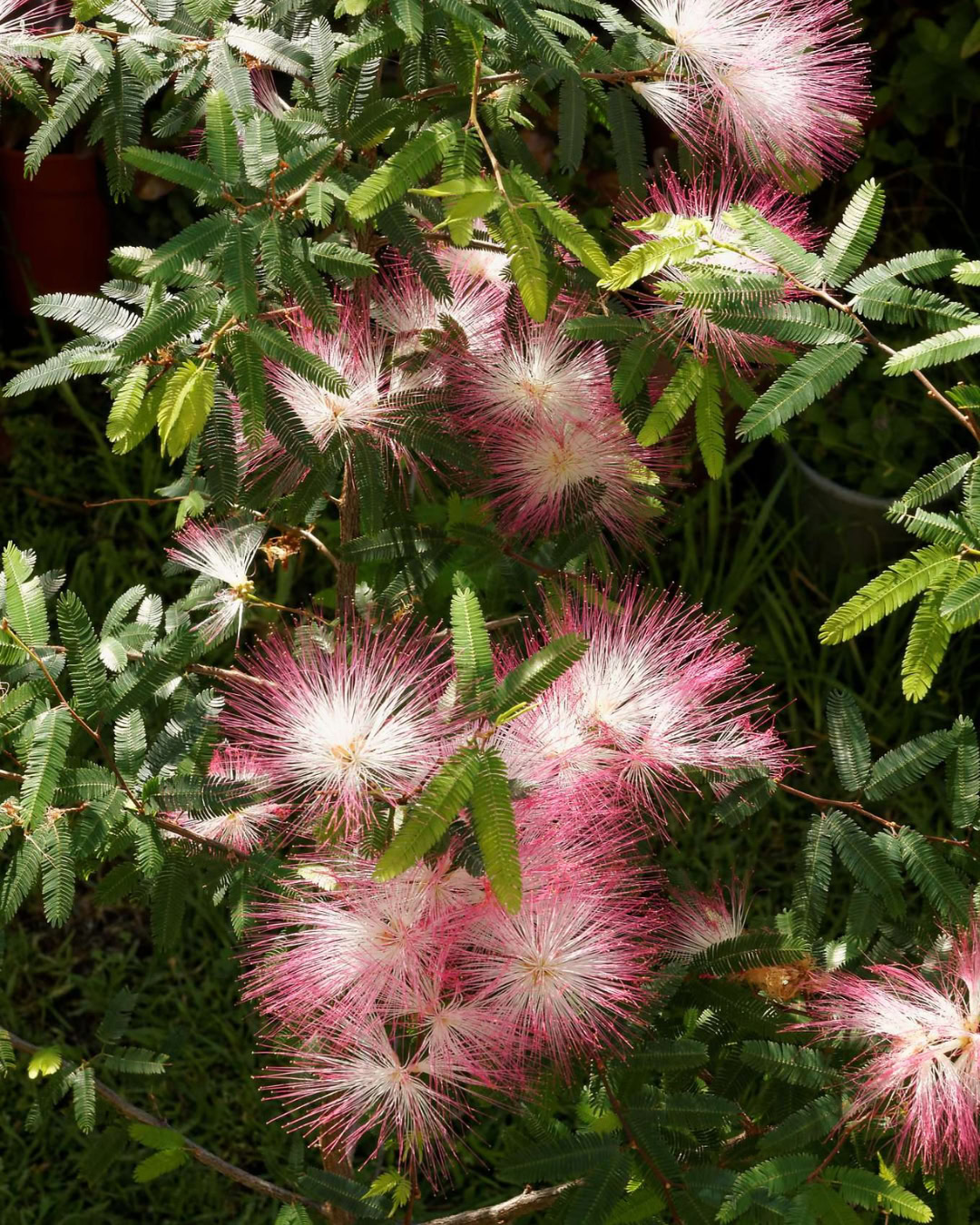 21 Plantas do Cerrado para cultivar no jardim 18 Calliandra brevipes