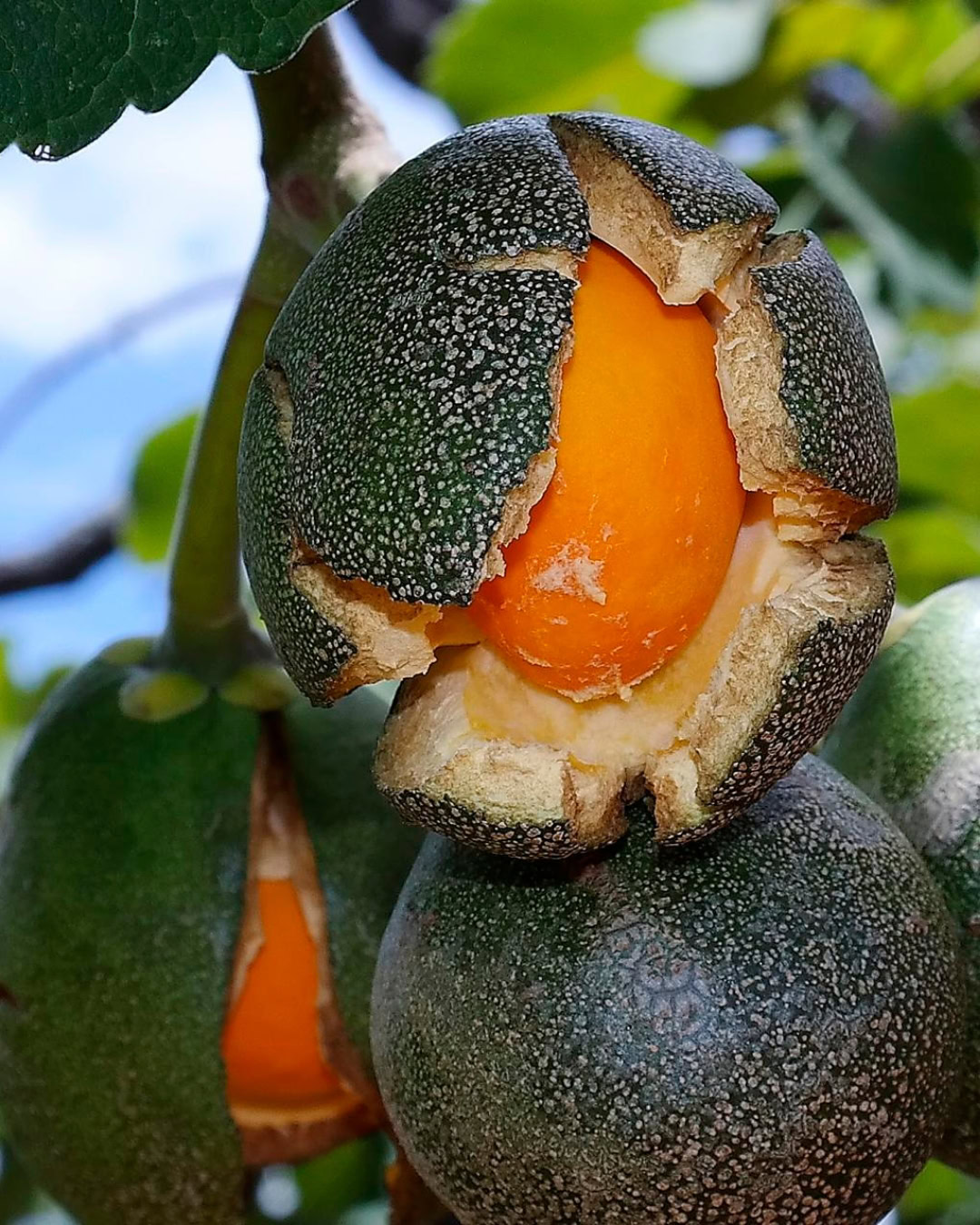 21 Plantas do Cerrado para cultivar no jardim 8 Caryocar brasiliense