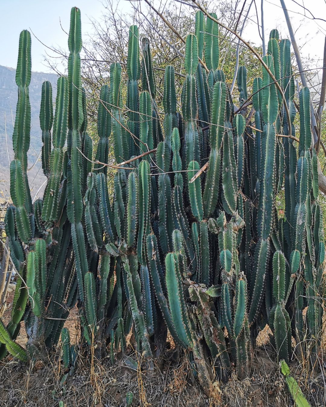 Cactus Mandacaru