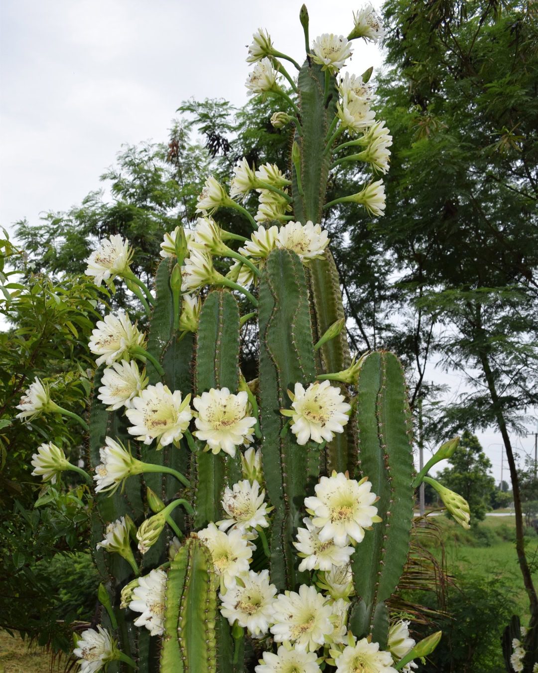 Mandacaru en flor