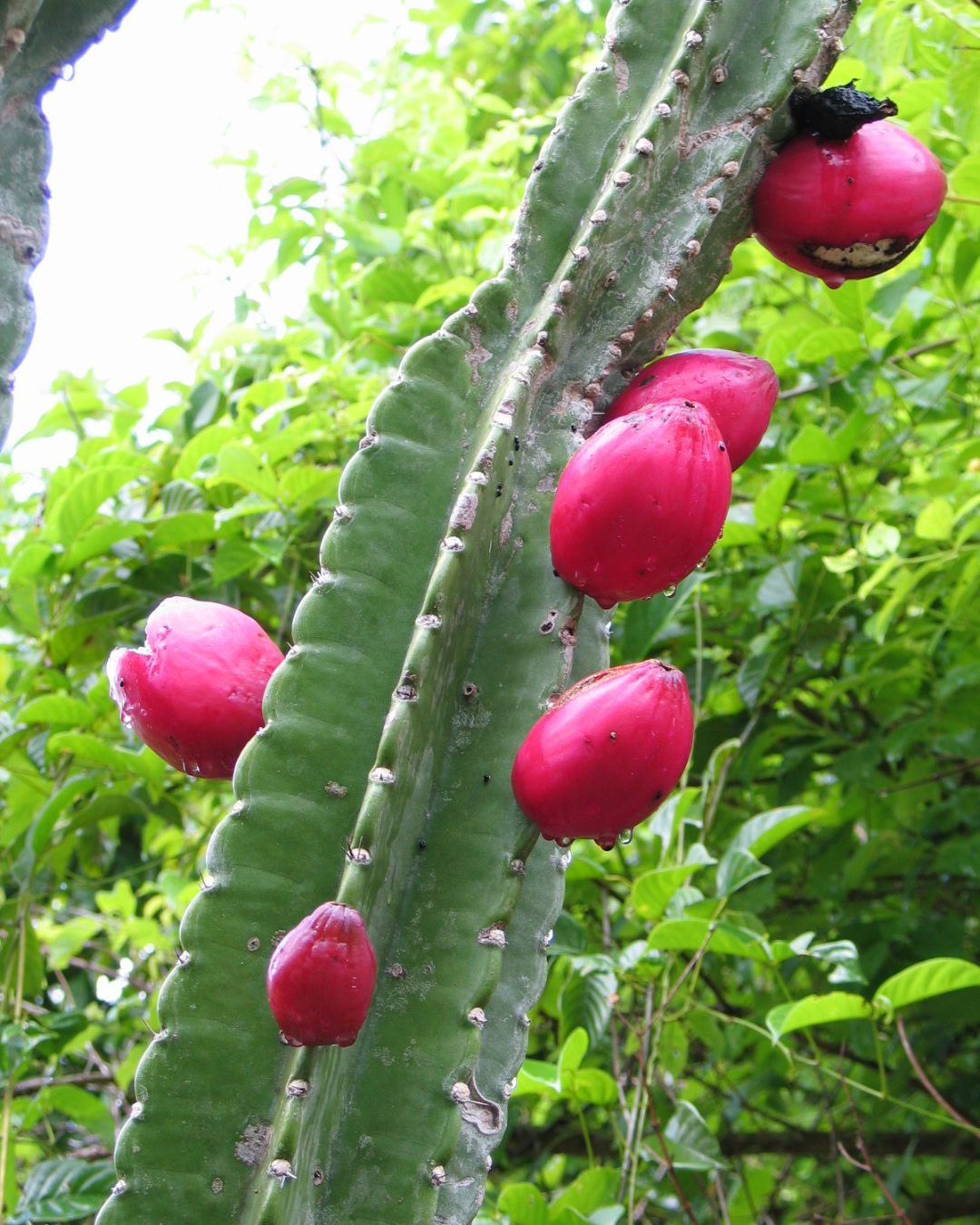 Frutos del Mandacaru
