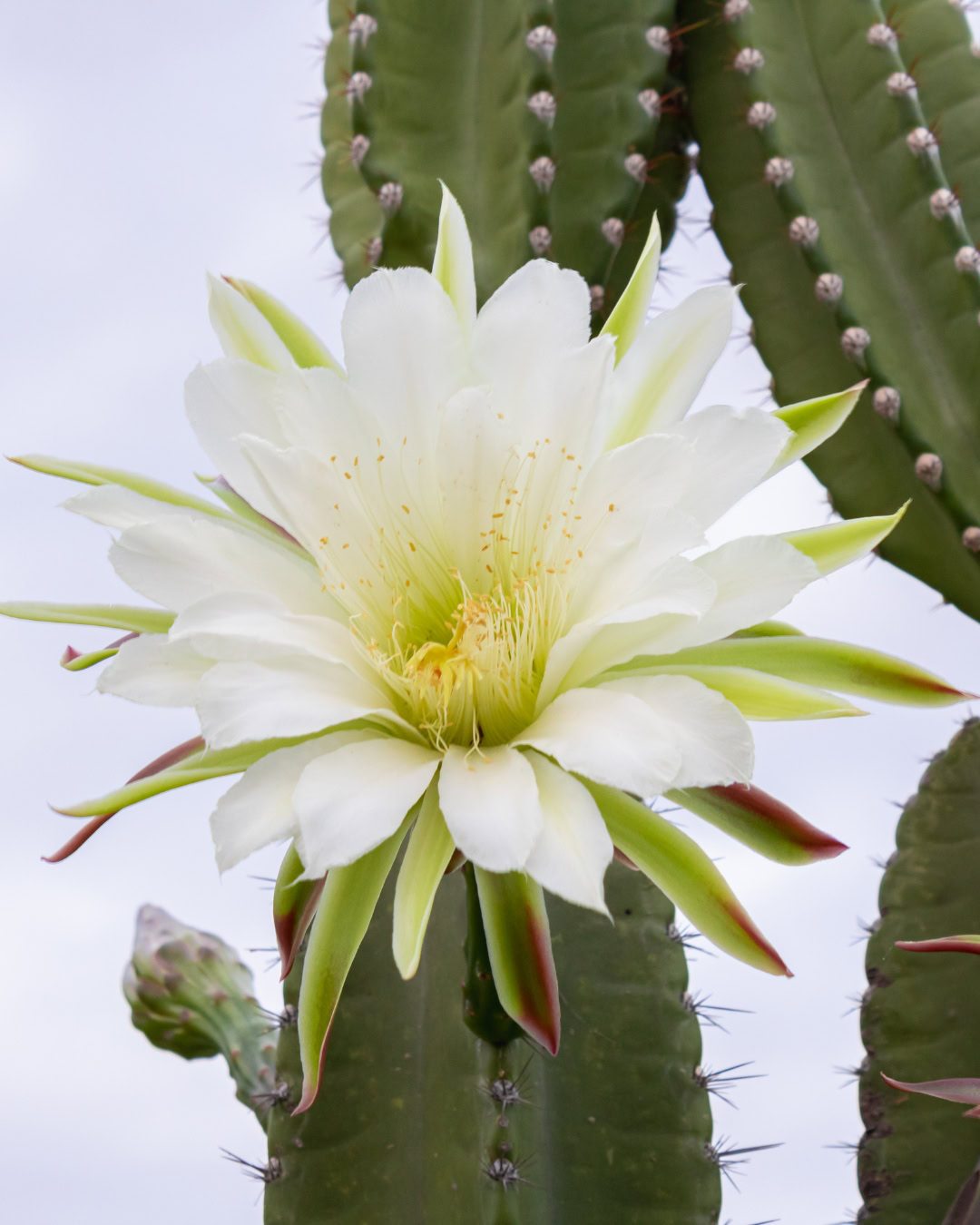 Flor del Mandacaru