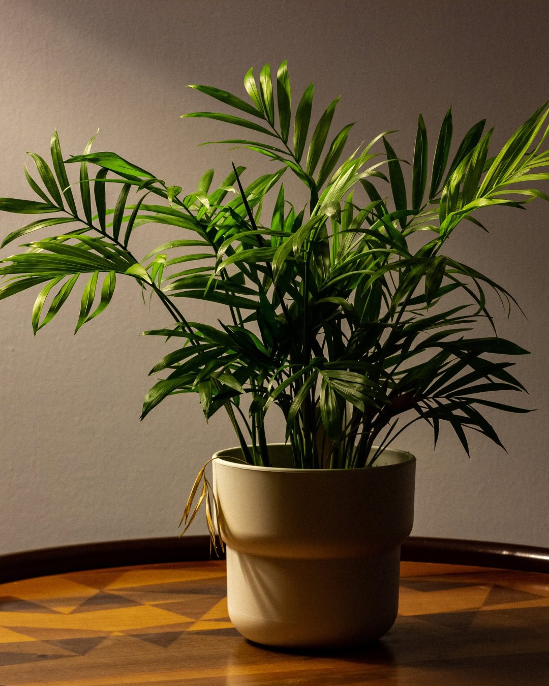 Large Living Room Plants: 21 Statement Picks That Transform Your Space Chamaedorea seifrizii
