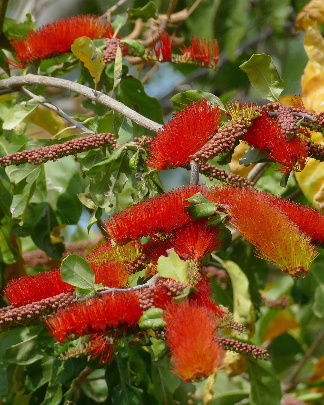 21 Plantas do Cerrado para cultivar no jardim 32 Combretum fruticosum