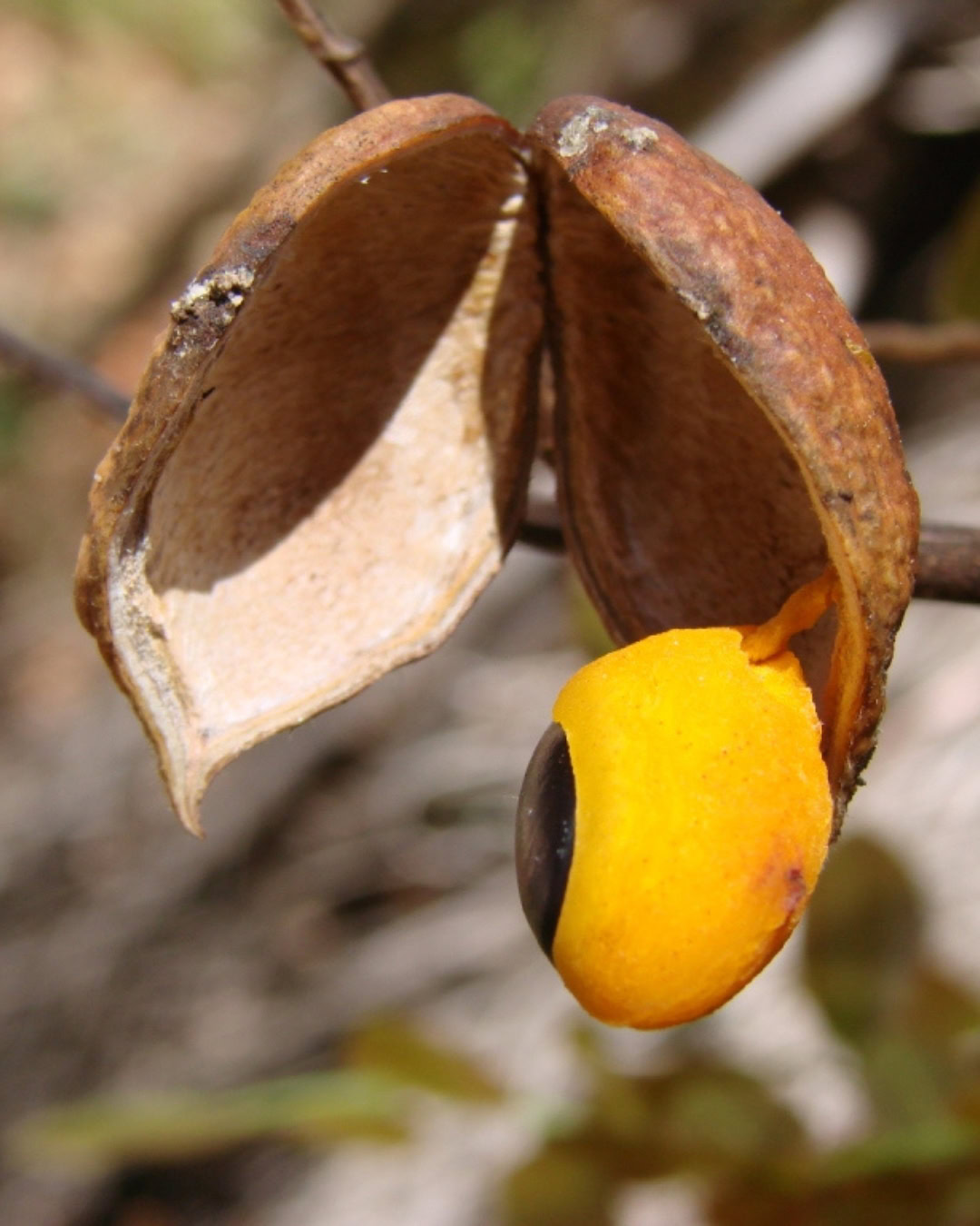 21 Plantas do Cerrado para cultivar no jardim 10 Copaifera langsdorffii