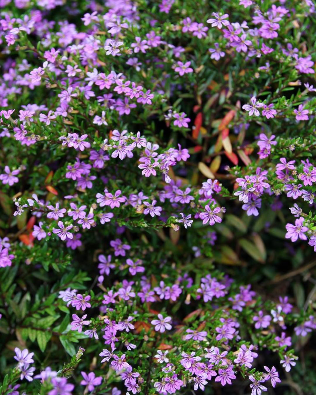 21 Plantas do Cerrado para cultivar no jardim 27 Cuphea gracilis