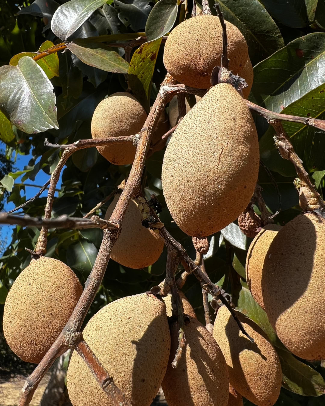 21 Plantas do Cerrado para cultivar no jardim 7 Dipteryx alata