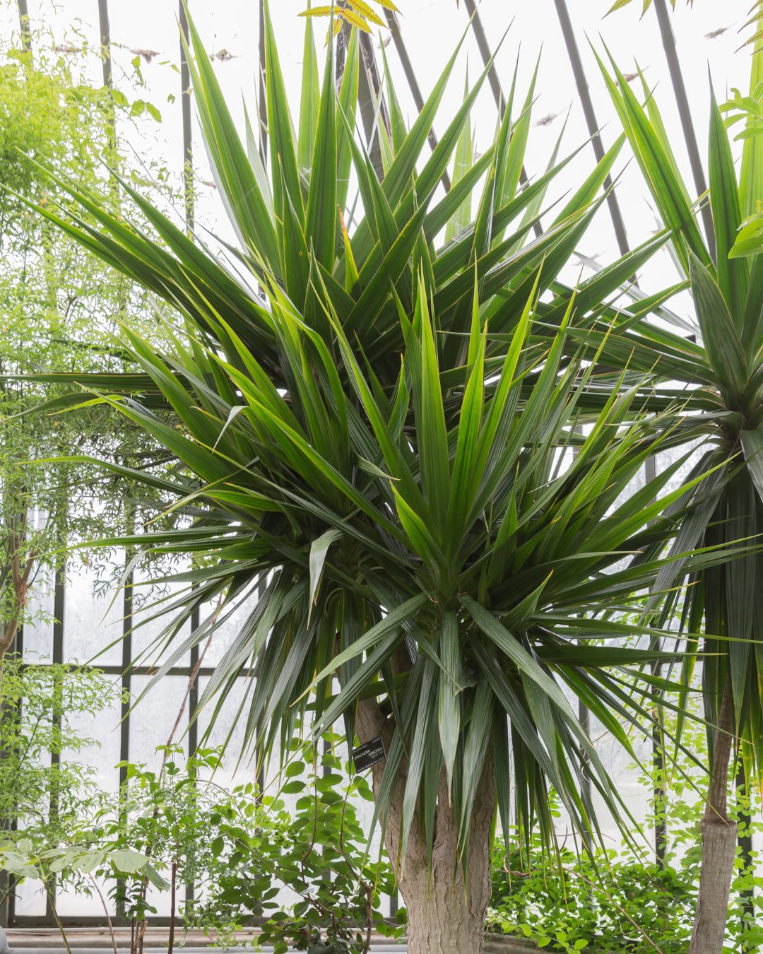 Large Living Room Plants: 21 Statement Picks That Transform Your Space Dracaena arborea