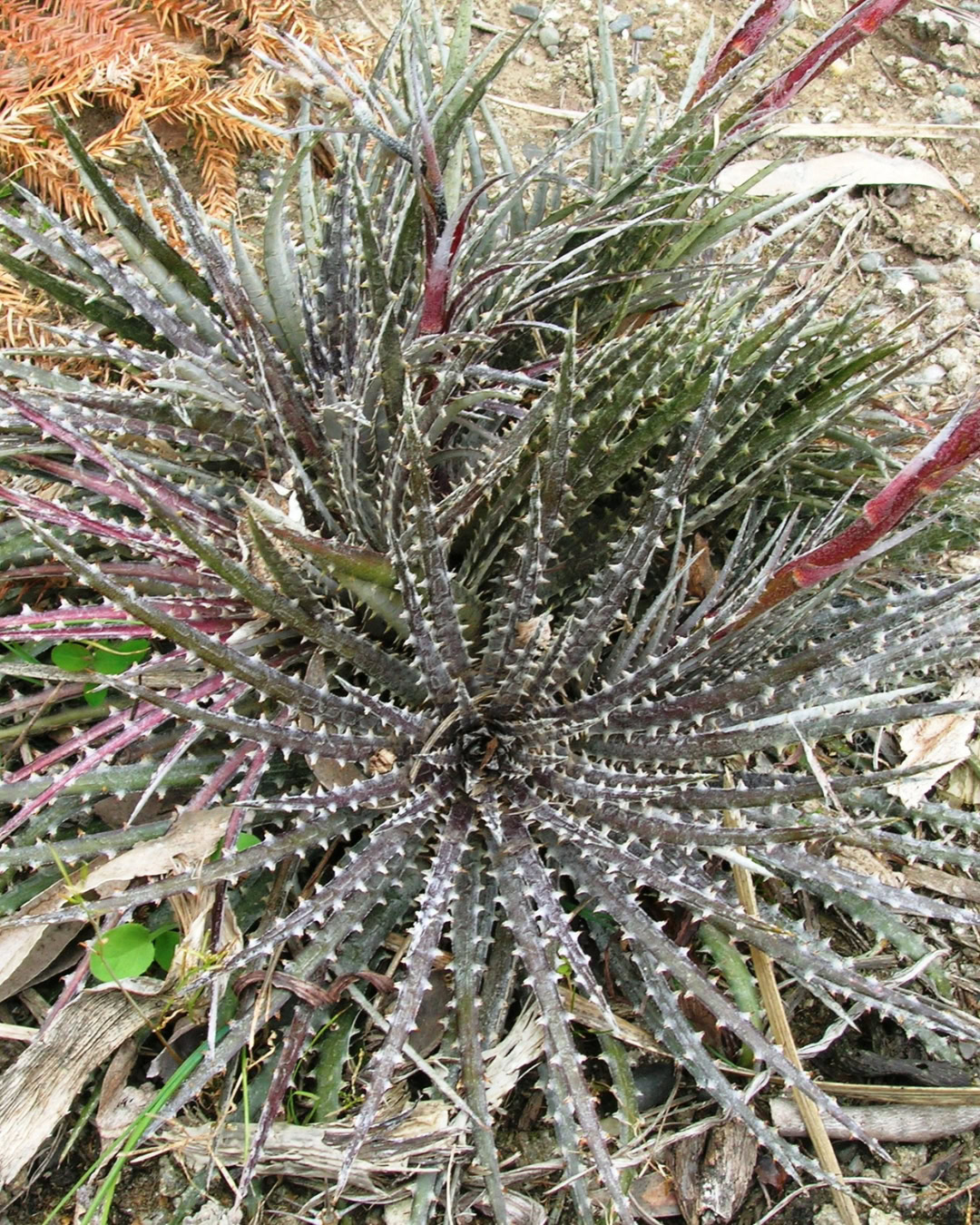 21 Plantas do Cerrado para cultivar no jardim 29 dyckia