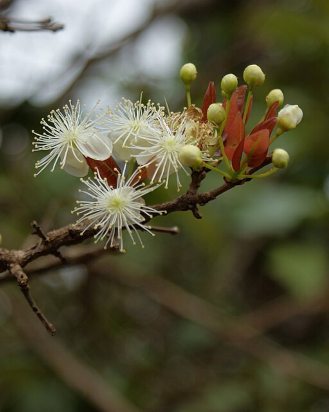 21 Plantas do Cerrado para cultivar no jardim 4 Eugenia dysenterica