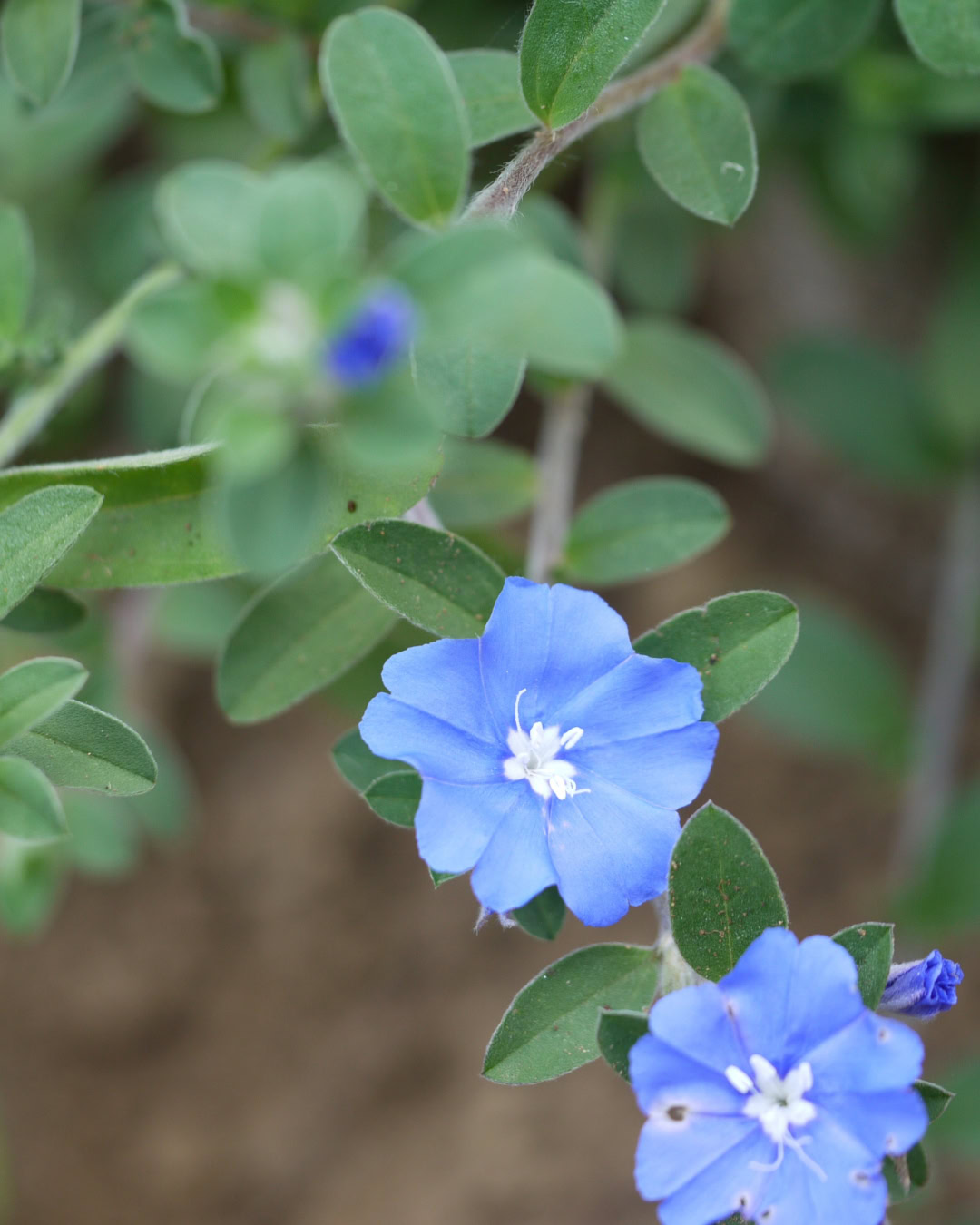 21 Plantas do Cerrado para cultivar no jardim 24 Evolvulus glomeratus