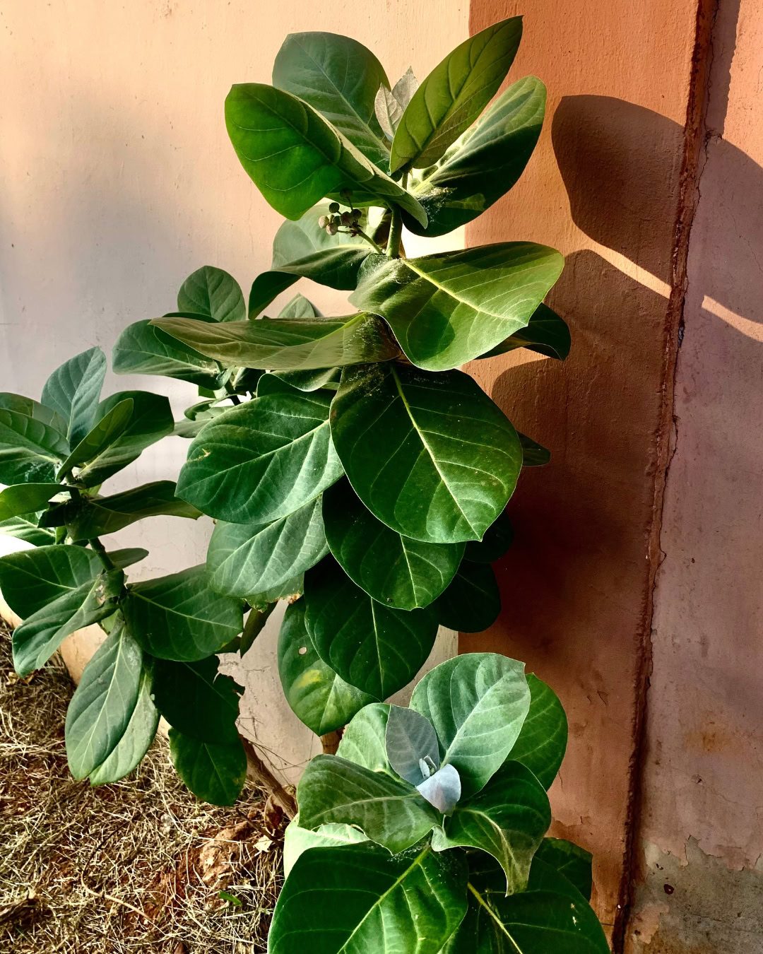 Large Living Room Plants: 21 Statement Picks That Transform Your Space Ficus benghalensis 'Audrey'