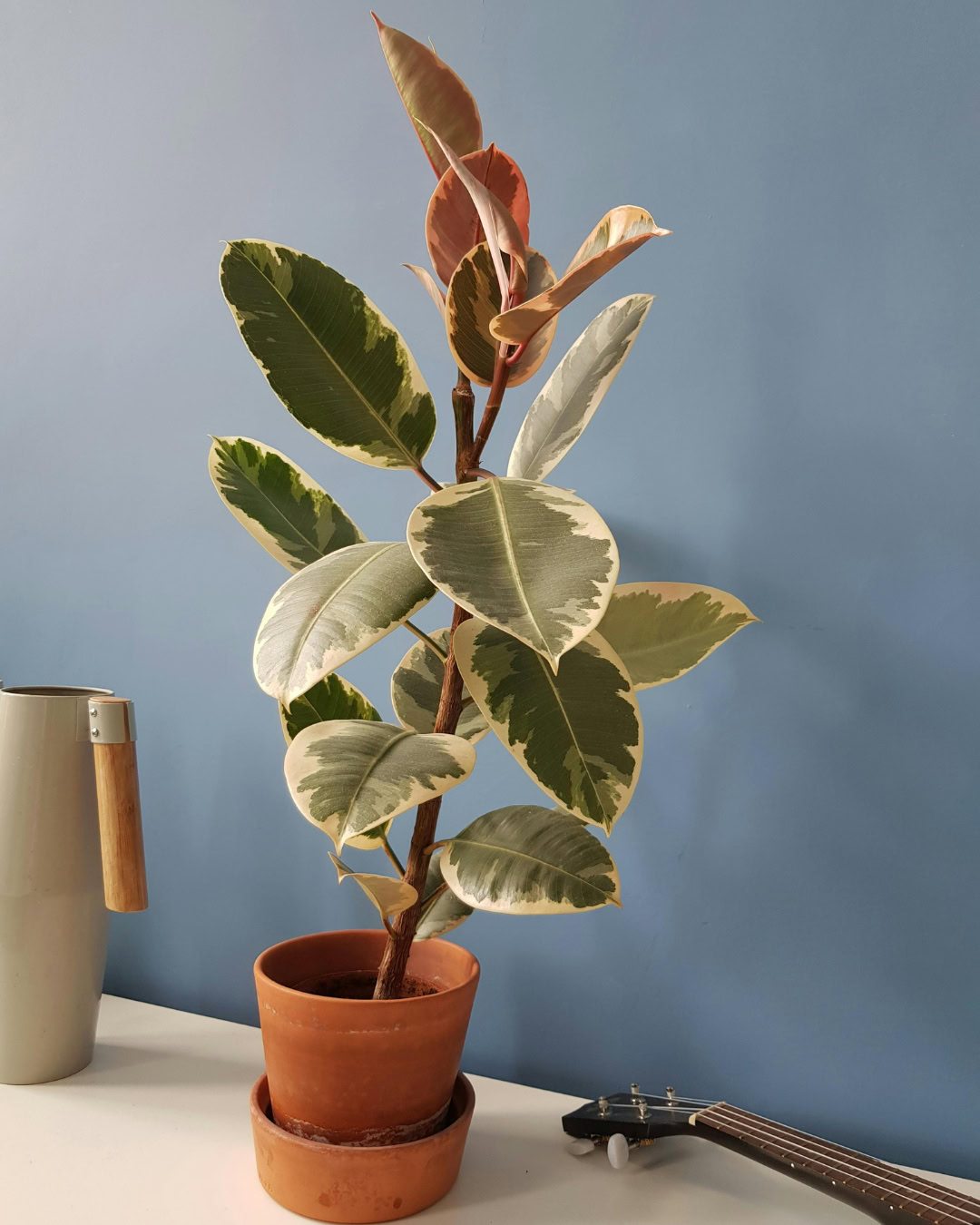 Large Living Room Plants: 21 Statement Picks That Transform Your Space Ficus elastica