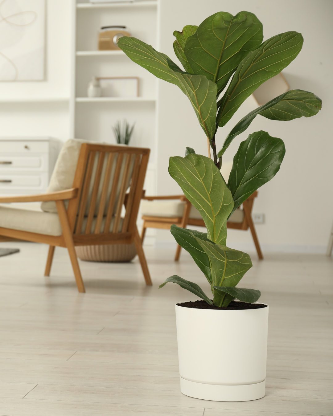 Large Living Room Plants: 21 Statement Picks That Transform Your Space Ficus lyrata