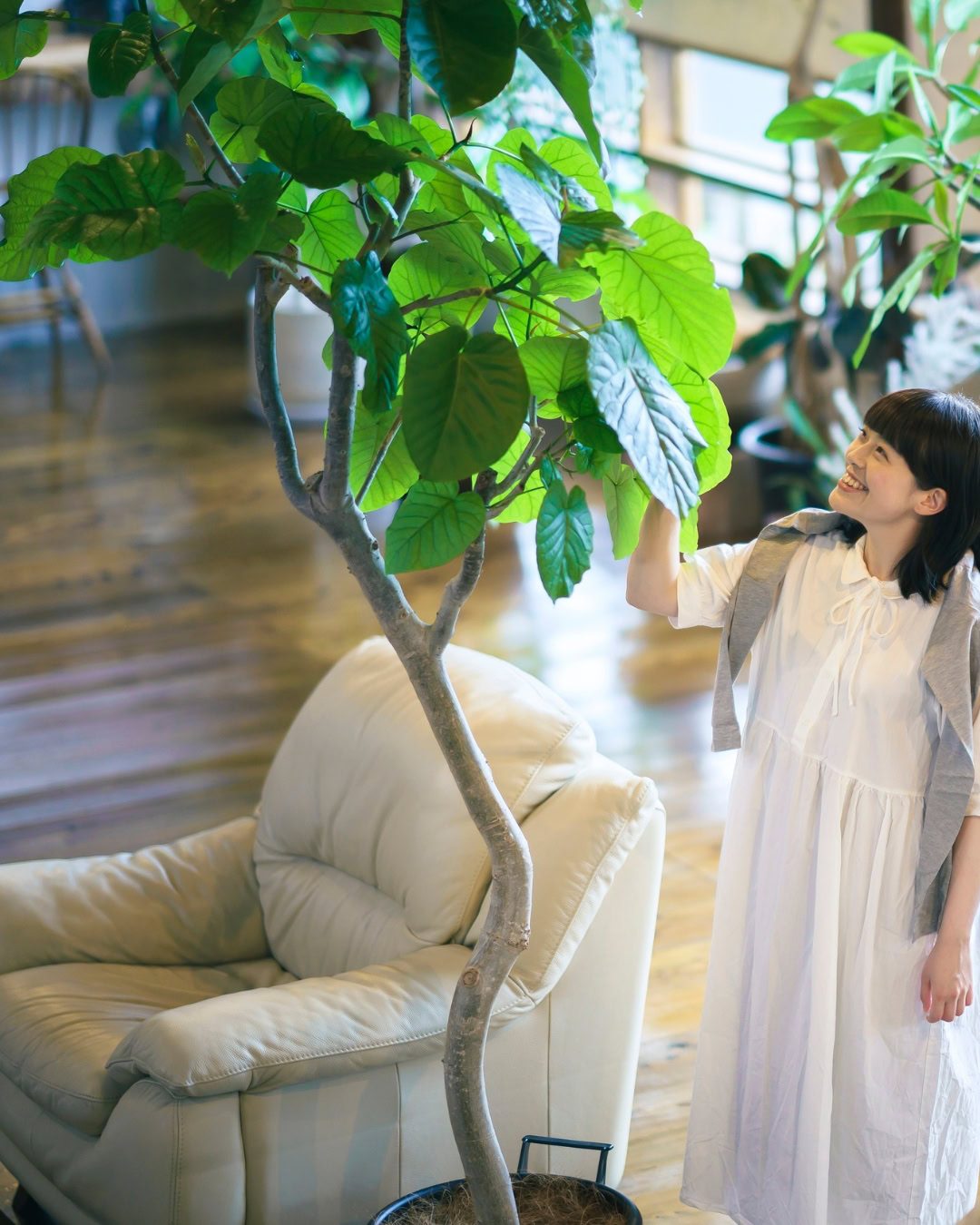 Large Living Room Plants: 21 Statement Picks That Transform Your Space Ficus umbellata
